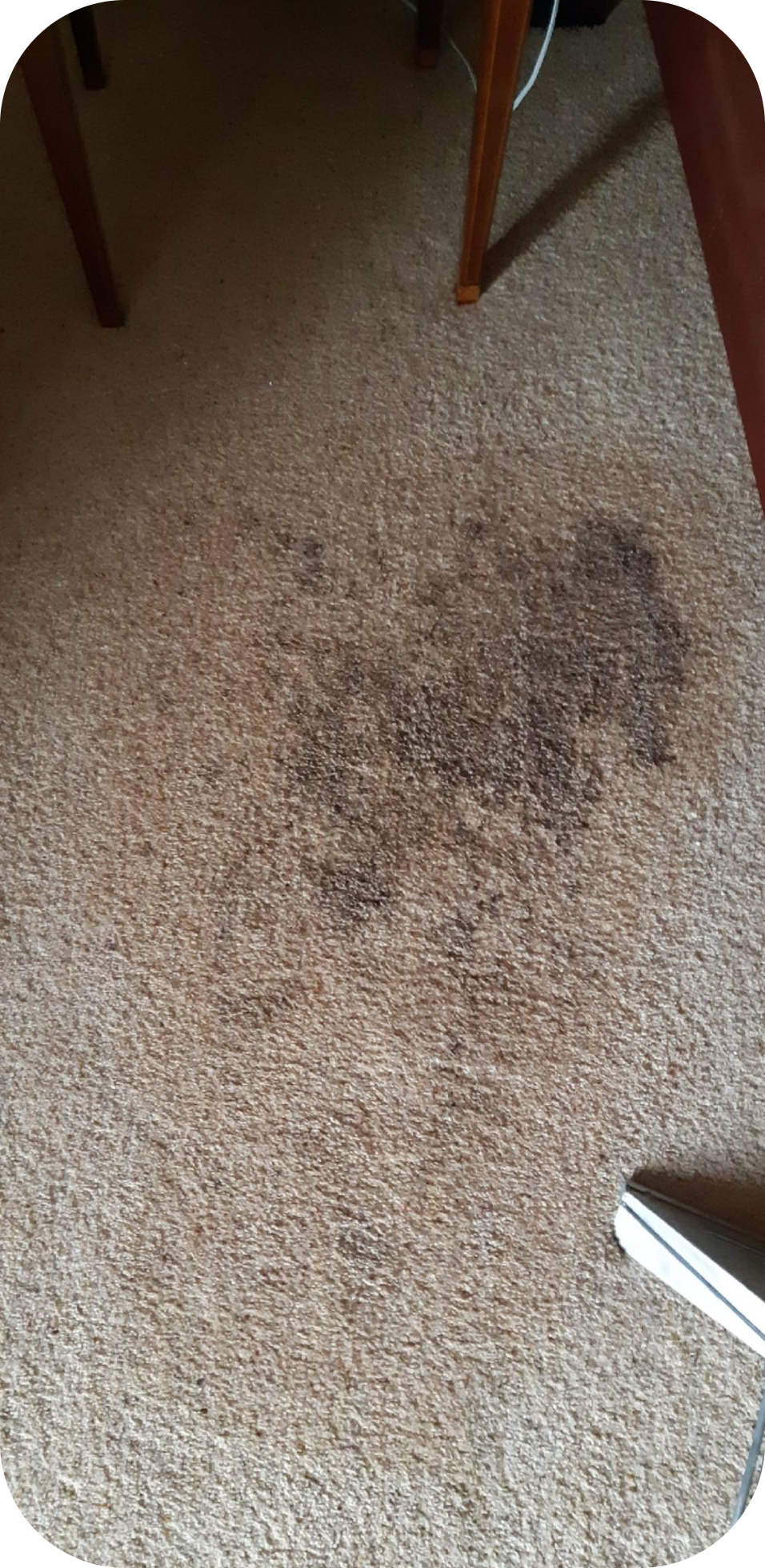 Before image of coffee stain on carpet